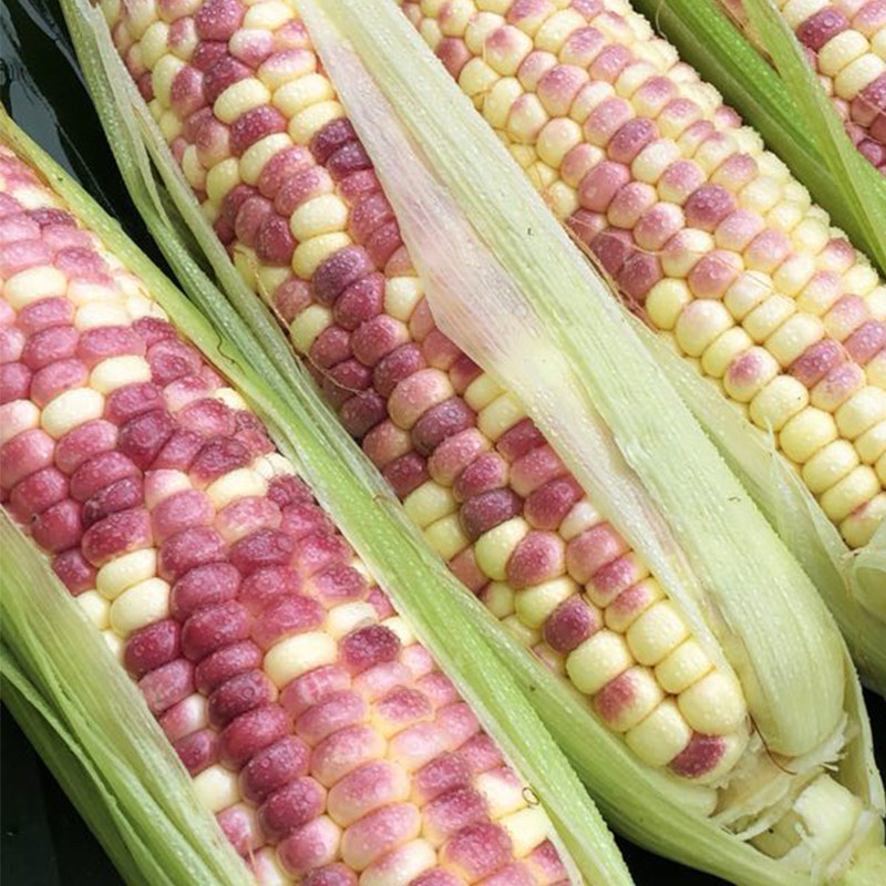 西双版纳小包谷甜糯食用农产品宥心云南特产拆开加热即食玉米包邮