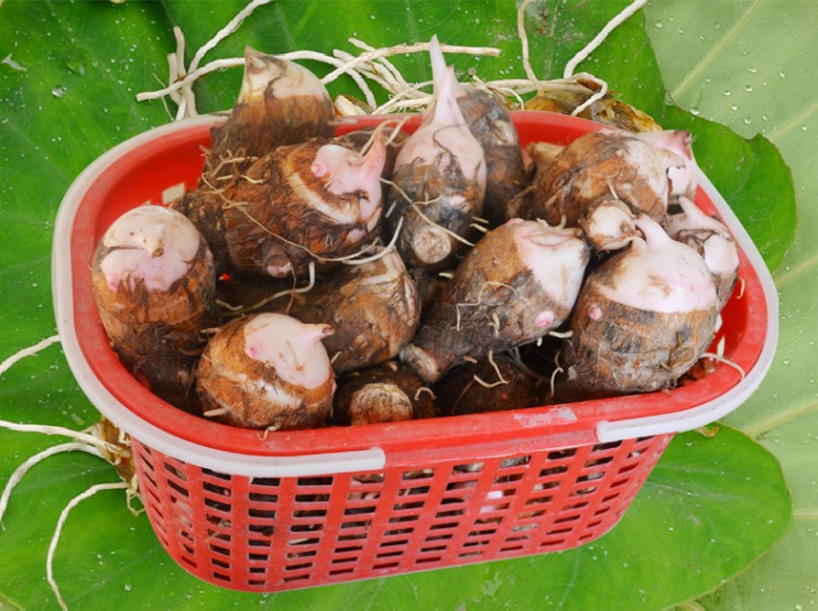 2019浙江农家自种新鲜毛芋红芽芋红头小芋艿香芋头种子5斤装包邮