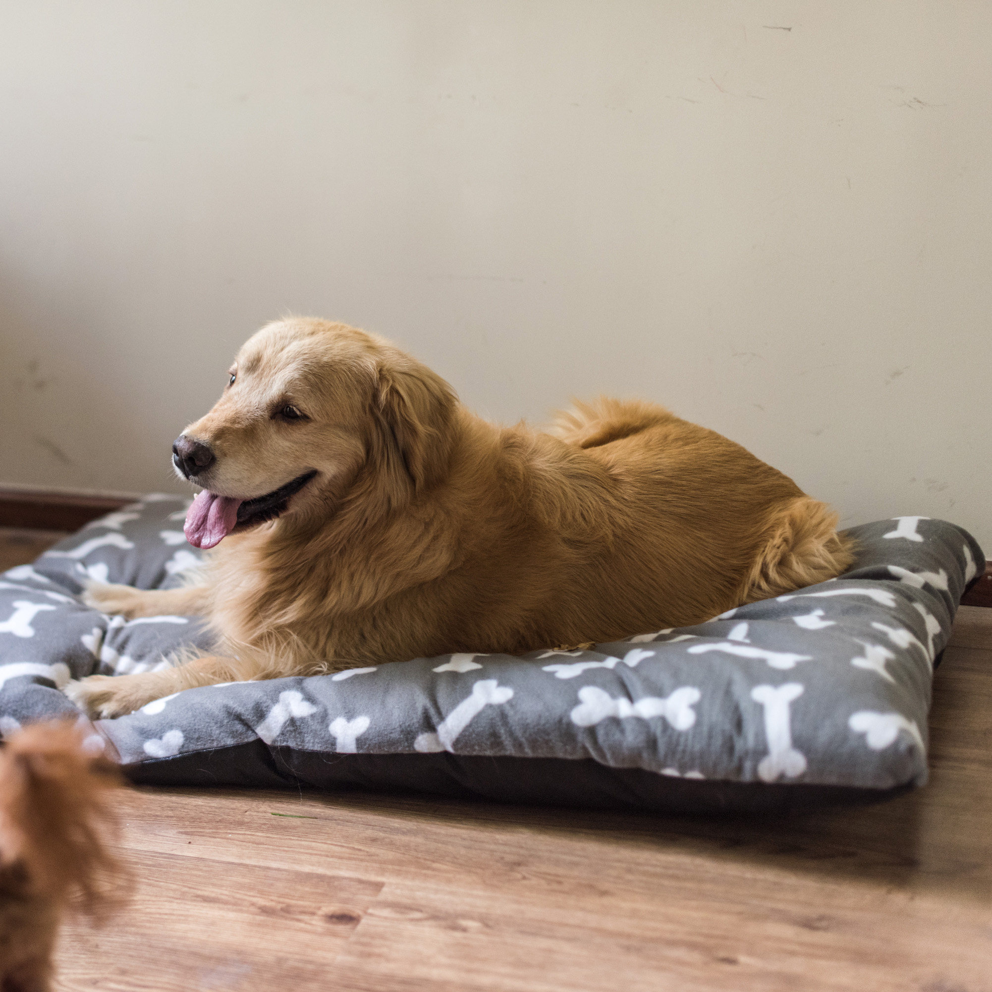 狗狗睡垫床垫子耐咬大型犬金毛泰迪狗窝猫窝小中型犬可拆洗四季