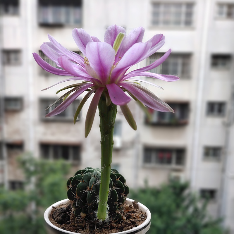 二月晴剑芒丸仙人球实生大花彩草多花色开花仙人球多肉植物小盆栽