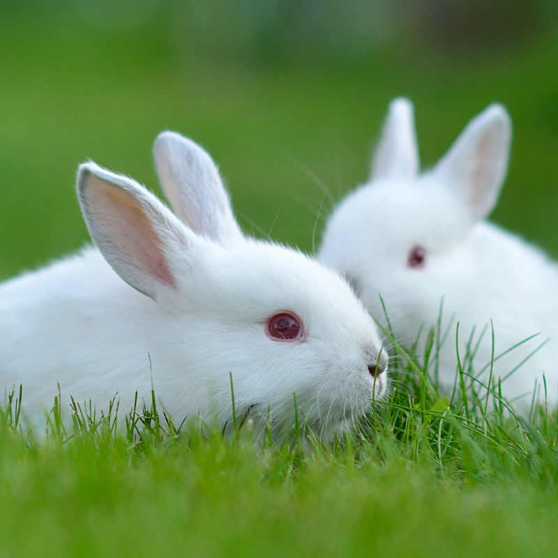 家养兔子活体月月月兔小白兔物种新西兰黑花大型兔