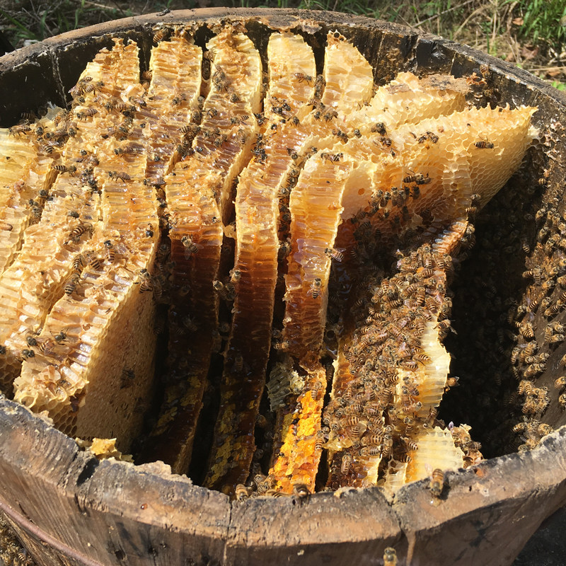 老巢蜜土蜂蜜一斤纯正天然农家自产嚼着吃的新蜂糖蜂巢蜜盒装500g