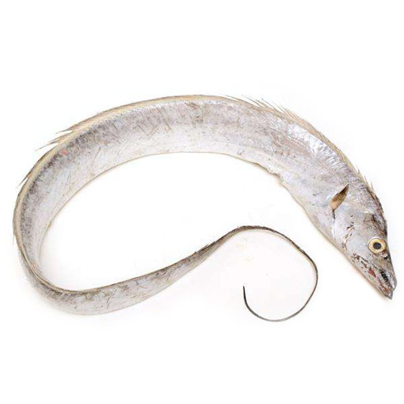 舟山雷达网带带鱼新鲜东海野生58两一条渔船带鱼