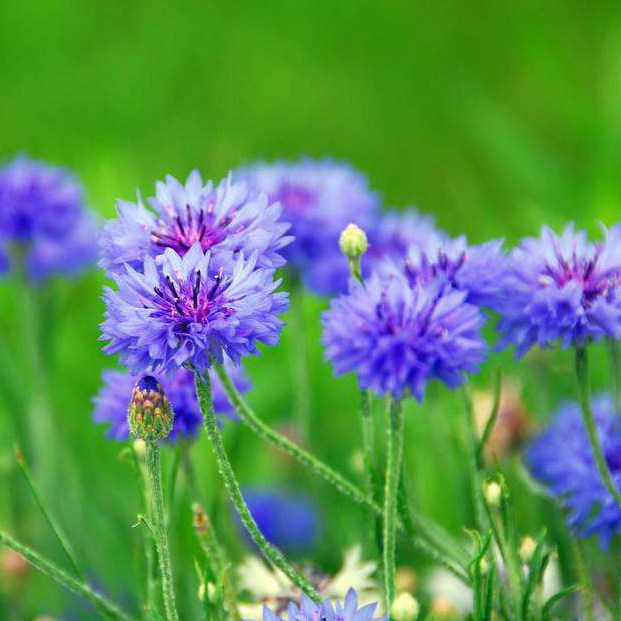 蓝色矢车种子翠兰花籽荔枝绿化工程花海花卉蓝芙家庭园艺种子