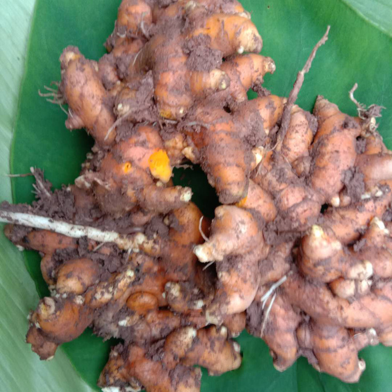 姜黄食用红姜黄肉姜调节产后新鲜姜产后染色正宗生姜