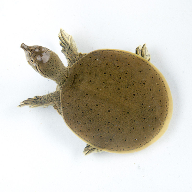 角鳖活体进口珍珠鳖苗乌龟活体观赏鳖宠物鳖美国角鳖甲鱼苗深水龟