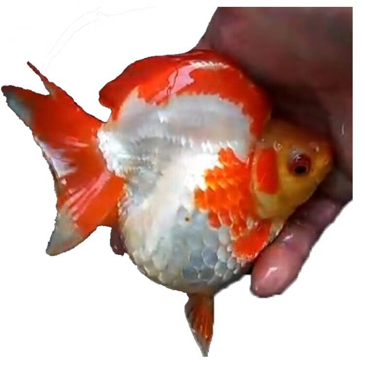 鎏金金鱼活鱼观赏鱼精品元宝短尾高背冷水鱼淡水鱼鱼