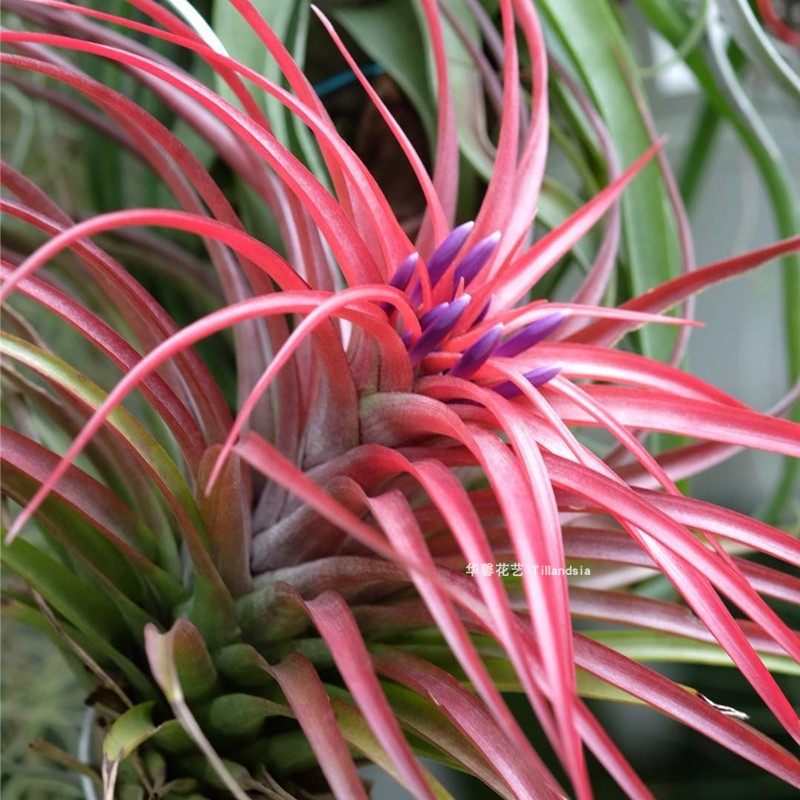 空气防辐射养活易养活花卉绿植甲醛凤梨办公桌阳台绿植