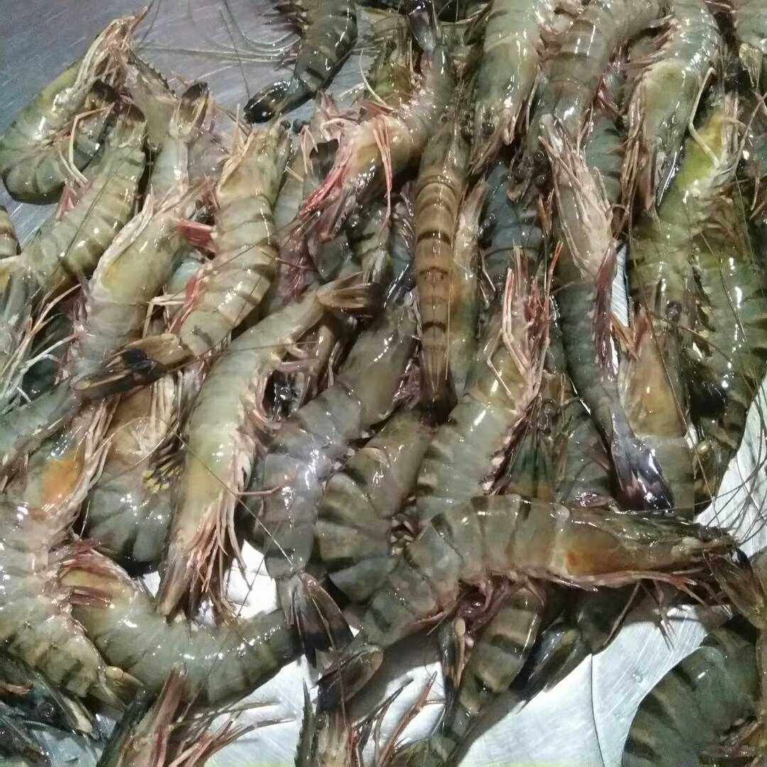 速冻海洋盒装冷冻水产草虾超大巨型冻斑节鲜活冻虾