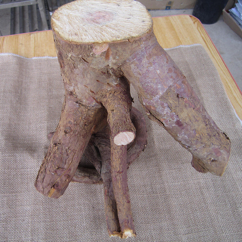 红豆杉树根南方整体树桩天然正宗根雕原木木料根雕