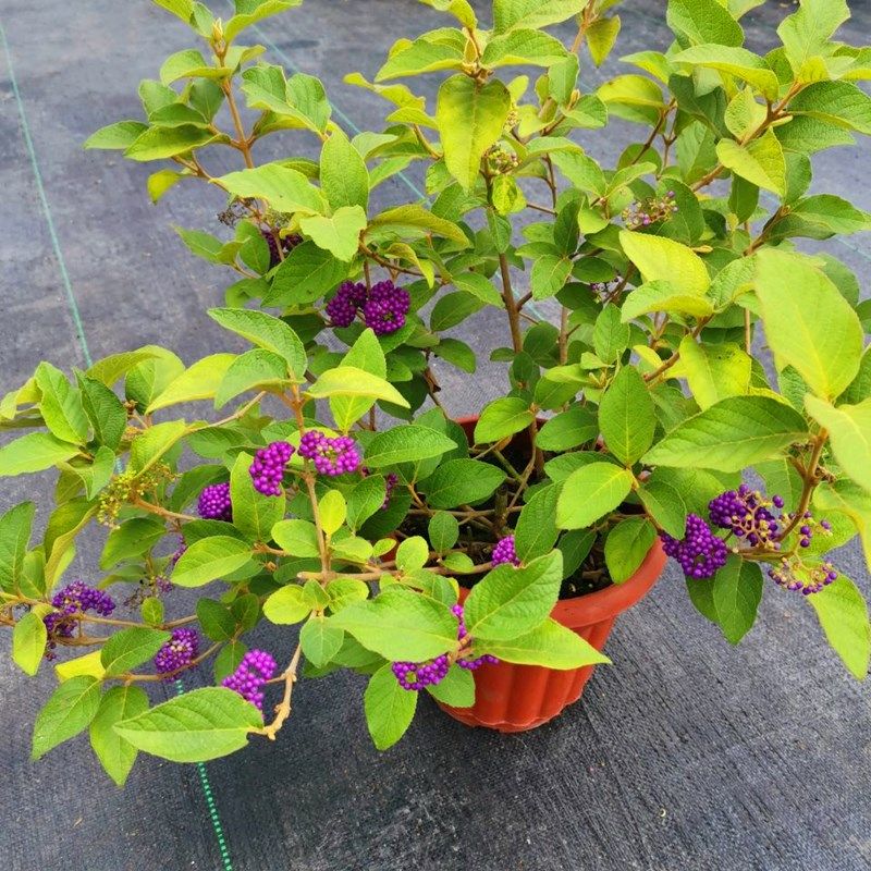 日本紫珠室外庭院绿化植物转运盆栽大苗进口绿植