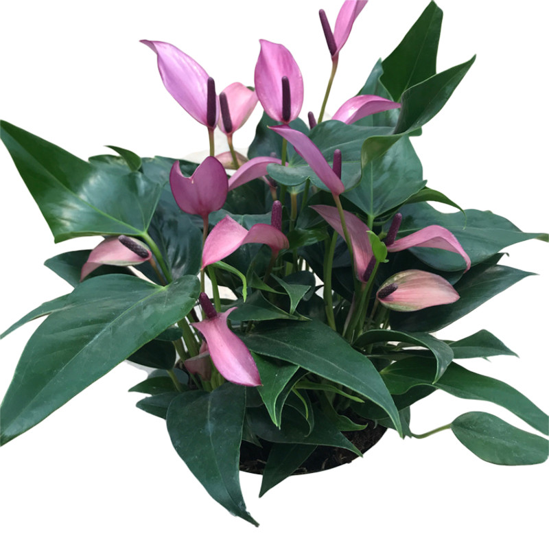 进口花苗紫掌香妃齐祖盆栽阳台庭院花卉花苞绿植