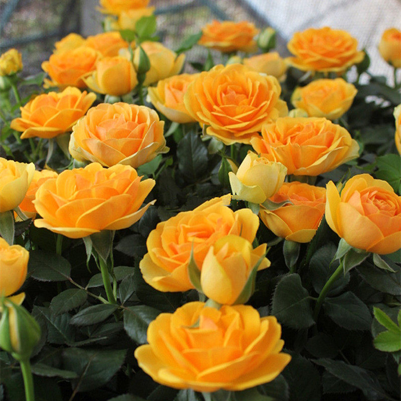 月季金牛无限宝藏阳台庭院种植月季花花卉花苗花卉