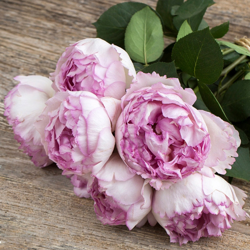 胖胖月季伊芙粉红大花浓香香型阳台庭院种植时令草本花卉