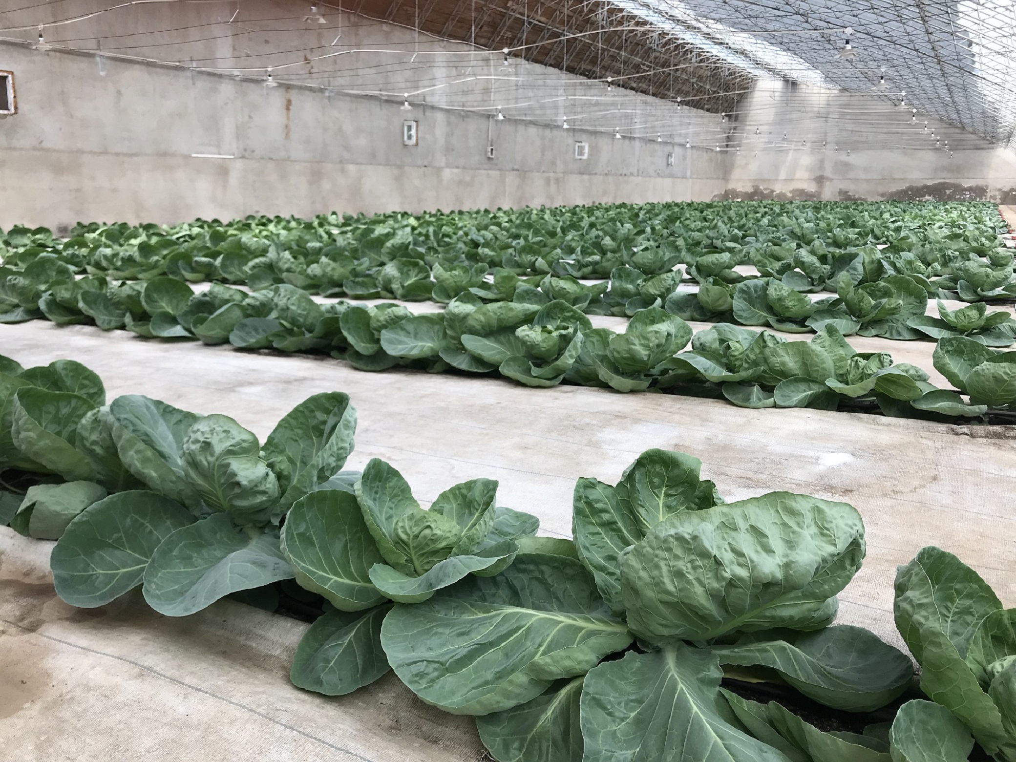 圆白菜包菜绿甘菜新鲜卷心球菜孢子北京密云农家沙拉食材菜头500g