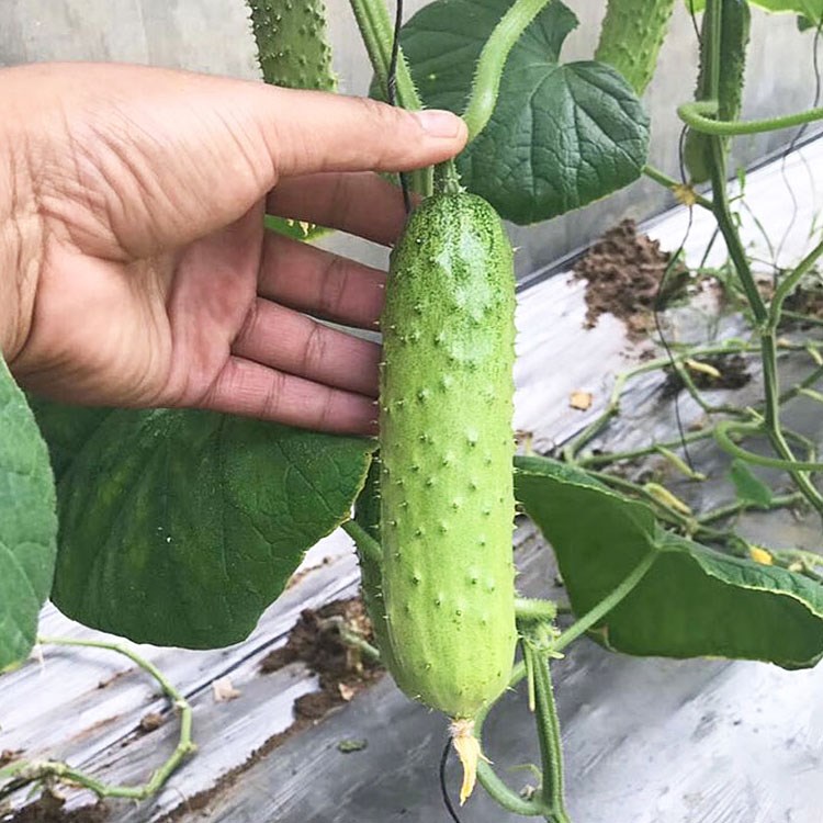 黄瓜种籽串铃地叶三种子早熟四季高产春秋地架家庭园艺种子