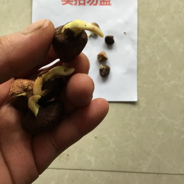 山茶花种子发芽图片图片