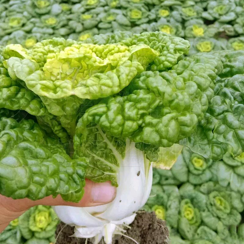 四季乌塔阳台种籽蔬菜白菜花心菊花榻菜播乌多肉植物