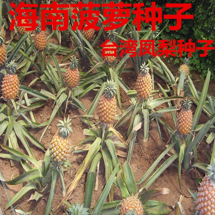 种子海南种植可以南北高南北菠萝价值营养凤梨手机支架