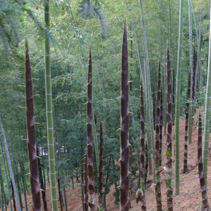 江南竹痴郭庆香简介图片