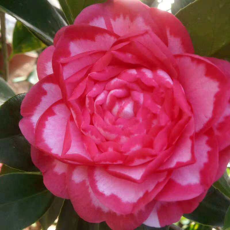 锦上添花西施红唇名贵稀有福建龙岩茶花花卉