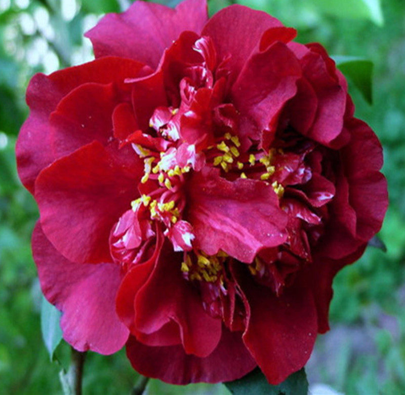 午夜魔幻名贵稀有有龙岩种黑红红色茶花室内外时令草本花卉