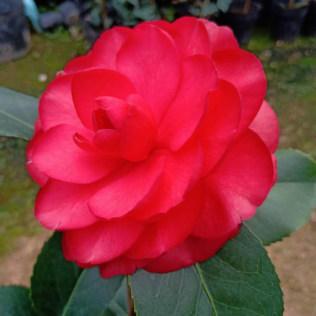 荷尔珍惜名贵龙岩品种红色茶花室内外庭院种植时令草本花卉