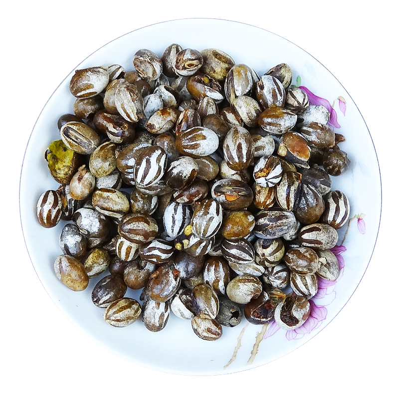 杨拉罐新鲜活体500g包邮内蒙刺蛾带壳洋辣子蛋巴结毛子仓鼠坦克虫