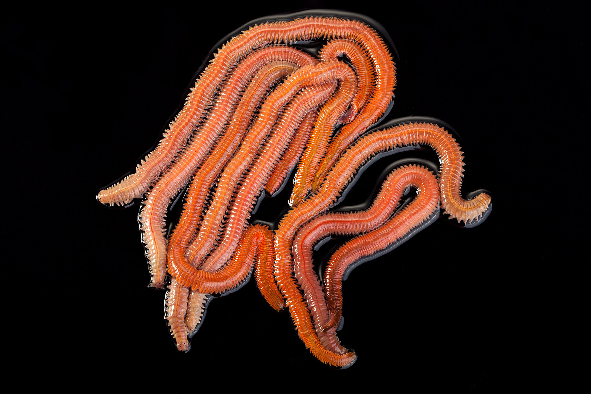 沙蚕活饵红青虫海蚯蚓海蚂蟥蜈蚣海钓鱼饵料顺丰活饵