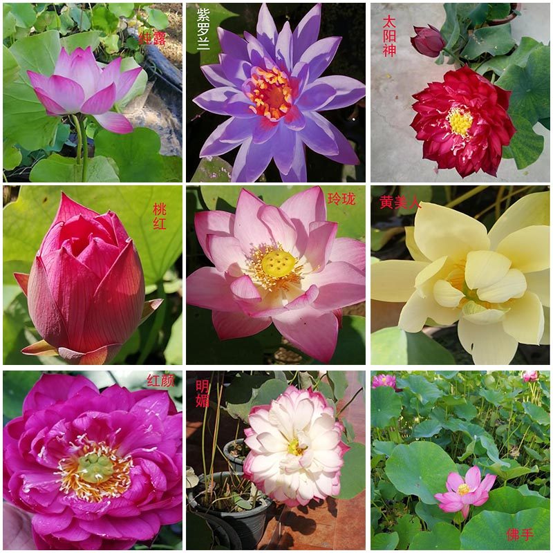 碗莲种子水培植物花种四季室内外开花不断水养睡莲荷花种子莲花种