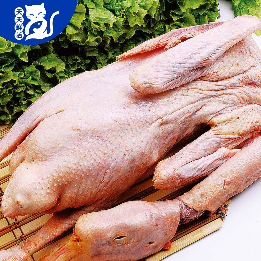 鹅肉果园散养大连黄老三大朗德鹅雁肉活鹅现鹅肉