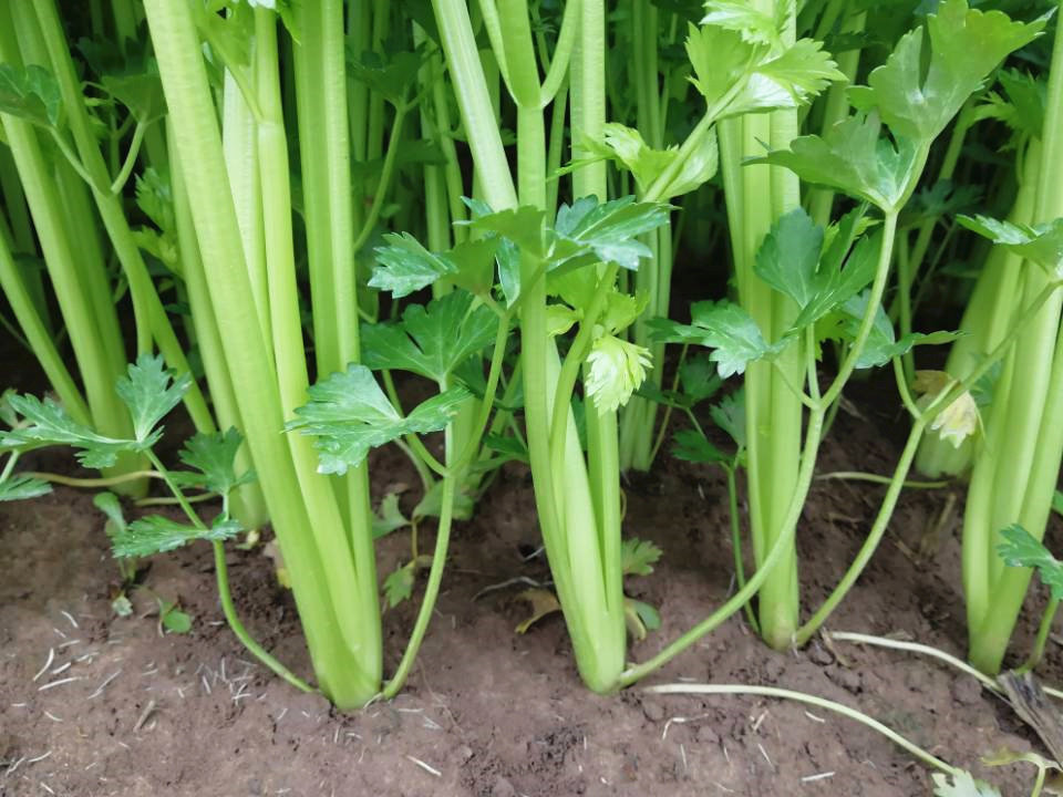农家自种绿青芹四季小香芹嫩菜芹马家沟芹菜新鲜蔬菜3斤包邮