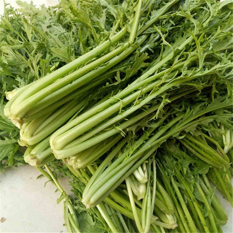 雪里红 雪菜 新鲜雪里蕻新鲜梅干菜 雪里翁青菜 农家自制3斤包邮