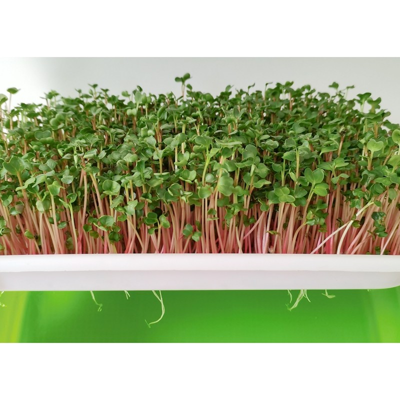 水培白罗卜芽苗种植无土罗卜种籽红萝卜菜种萝卜家庭园艺种子