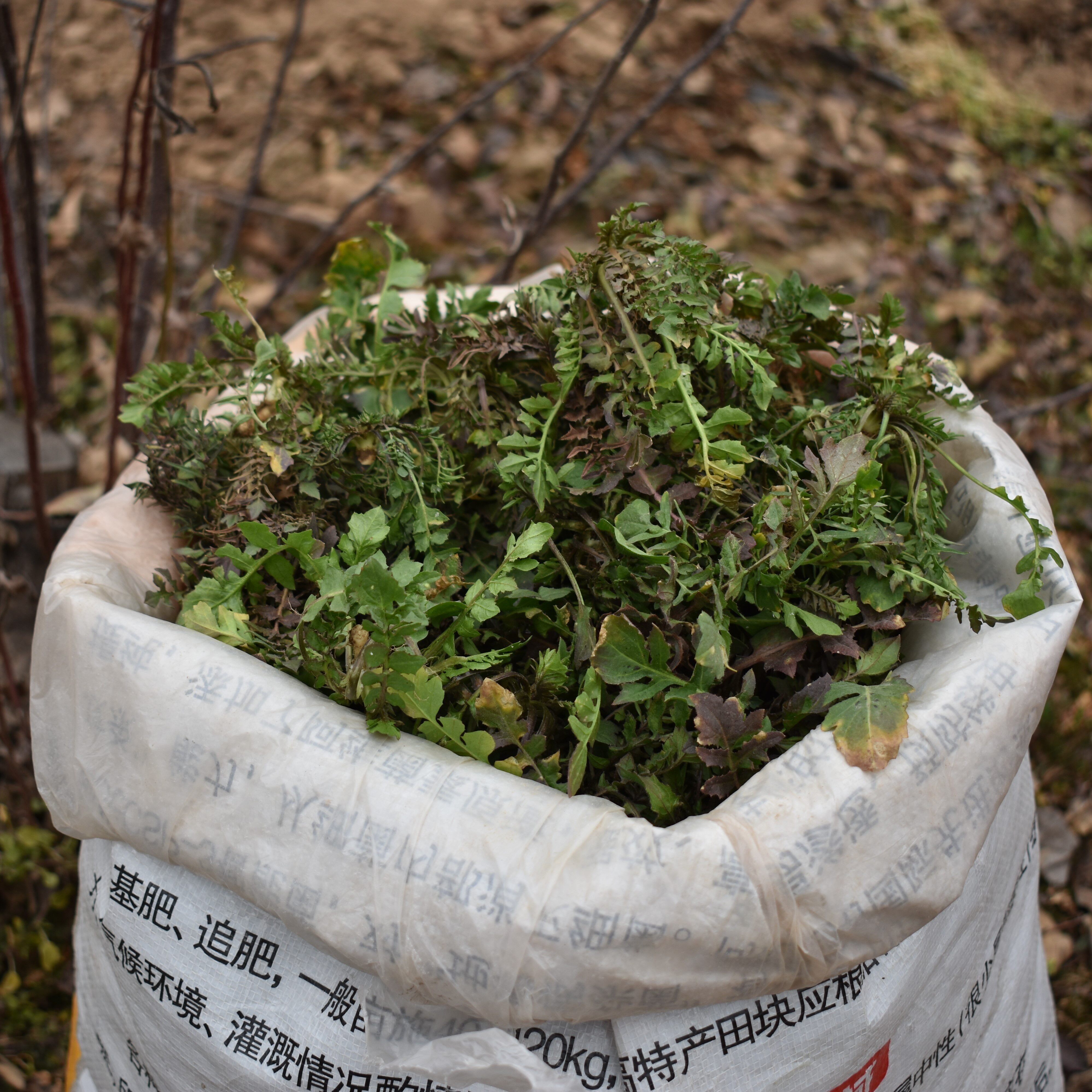 荠菜陕西秦岭野菜白花野生蔬菜菜地饺子顺丰荠菜