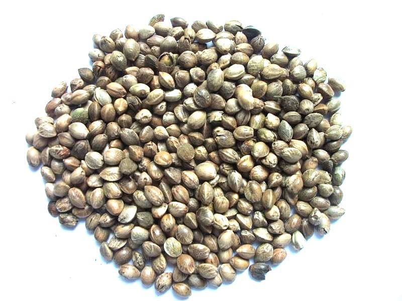 小麻子火麻仁麻籽3.5mm虎皮牡丹鹦鹉鸟食鸟粮仓鼠粮 鸽子粮5斤包