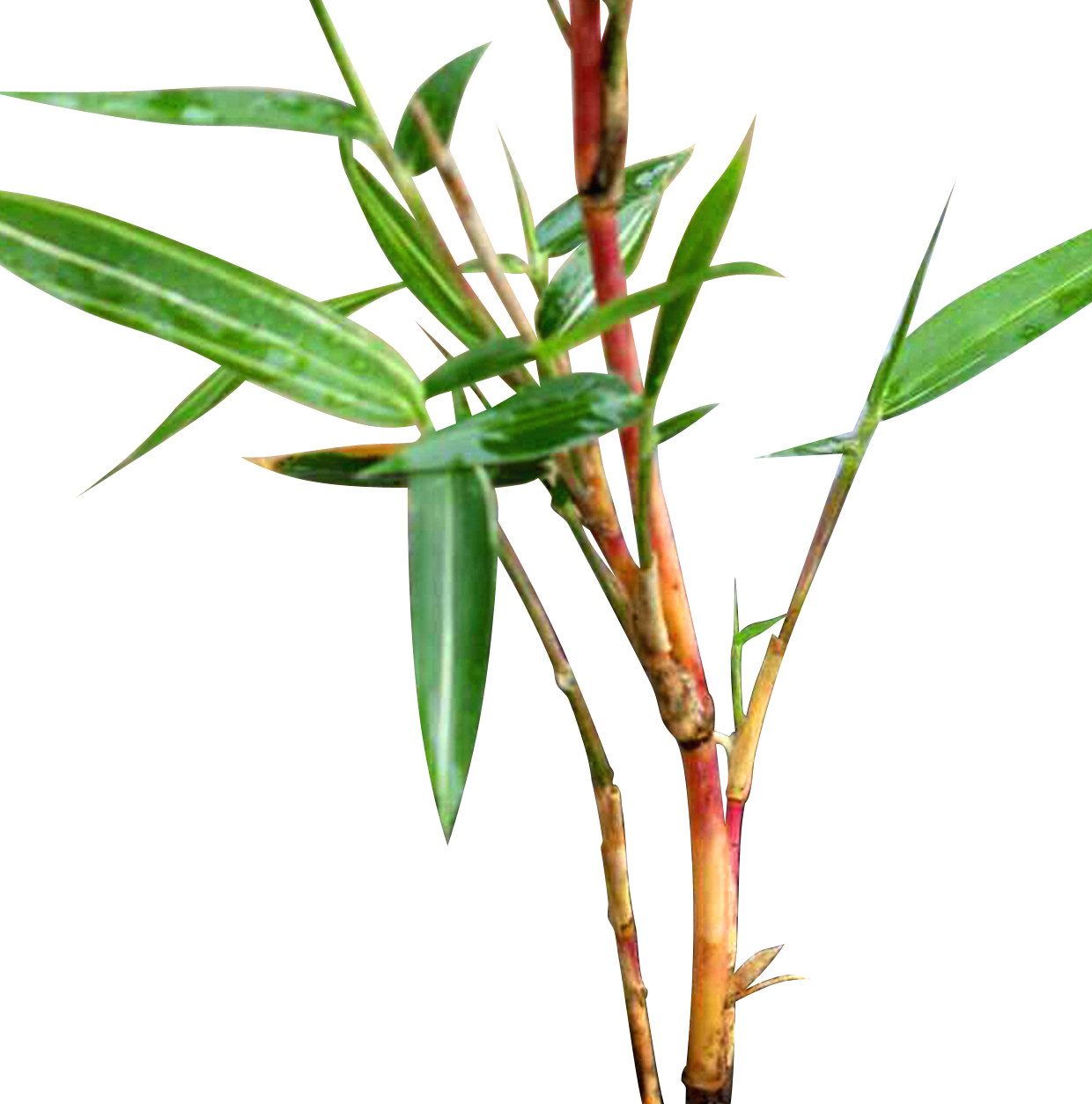 东方红竹景观盆栽绿植室内阳台庭院竹子红色冬根世绿植