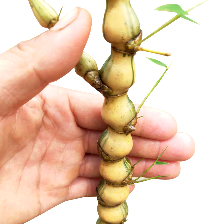 菩提竹小金丝佛肚葫芦罗汉盆栽竹子君苗室内绿植
