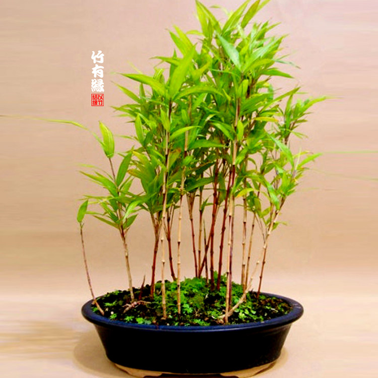 红竹红运竹红寒竹红色竹子庭院阳台室内绿植绿植