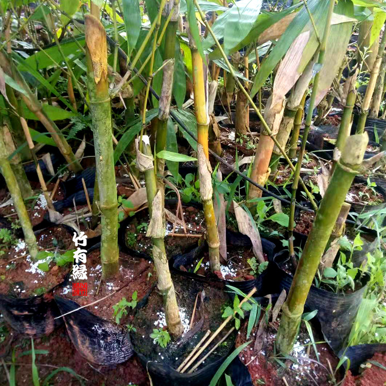 竹子龙竹巨龙苗巨高大庭院绿植基地直销绿植