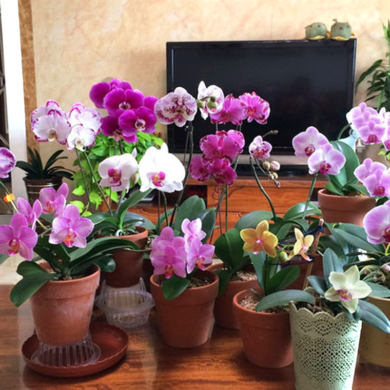 蝴蝶兰盆栽带花苞花剑大花苗花卉植物室内花好养的花四季开花不断
