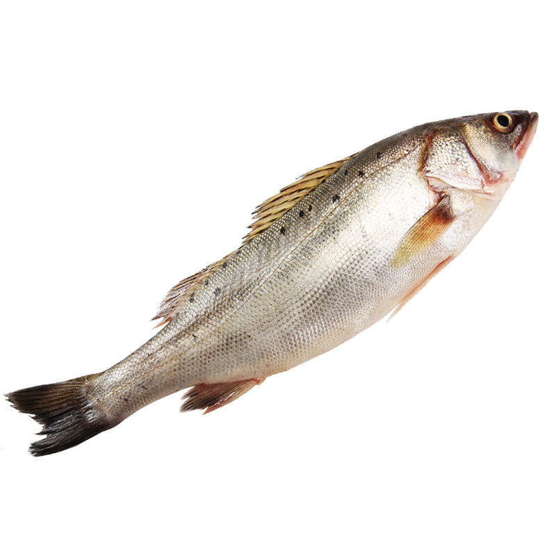 味库活发冰鲜海鲈鱼七星清蒸新鲜海鲜水产深海淡水鱼类