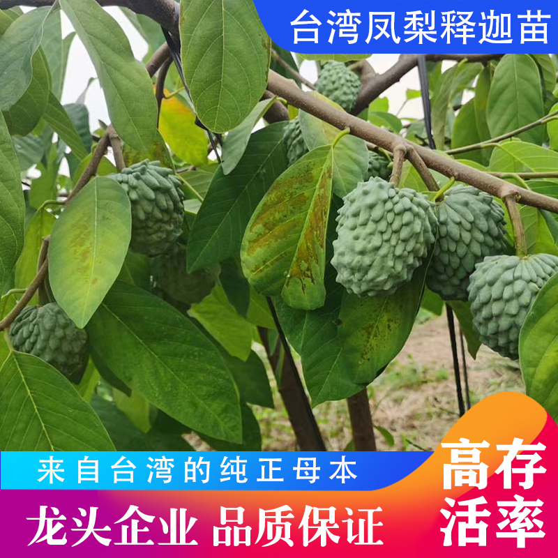 释迦果苗果树树苗台湾凤梨嫁接佛陀果番荔枝水果种子