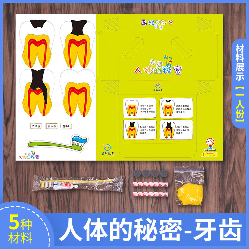 求知教育科学实验人体秘密牙齿模型玩具手工diy科学实验