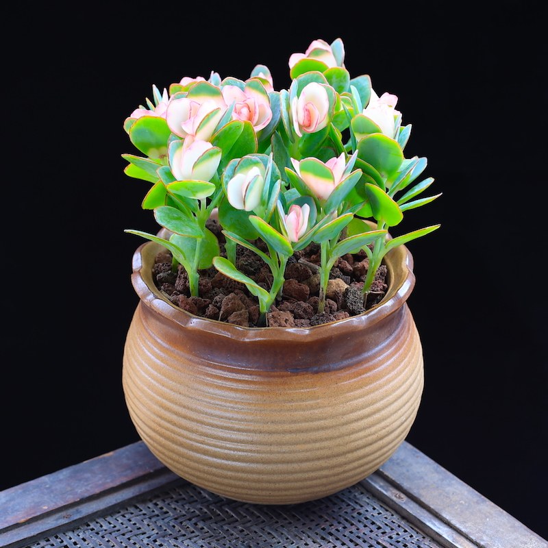 贝壳锦多植物彩色白姬之舞多花卉盆栽成品栽好多肉植物