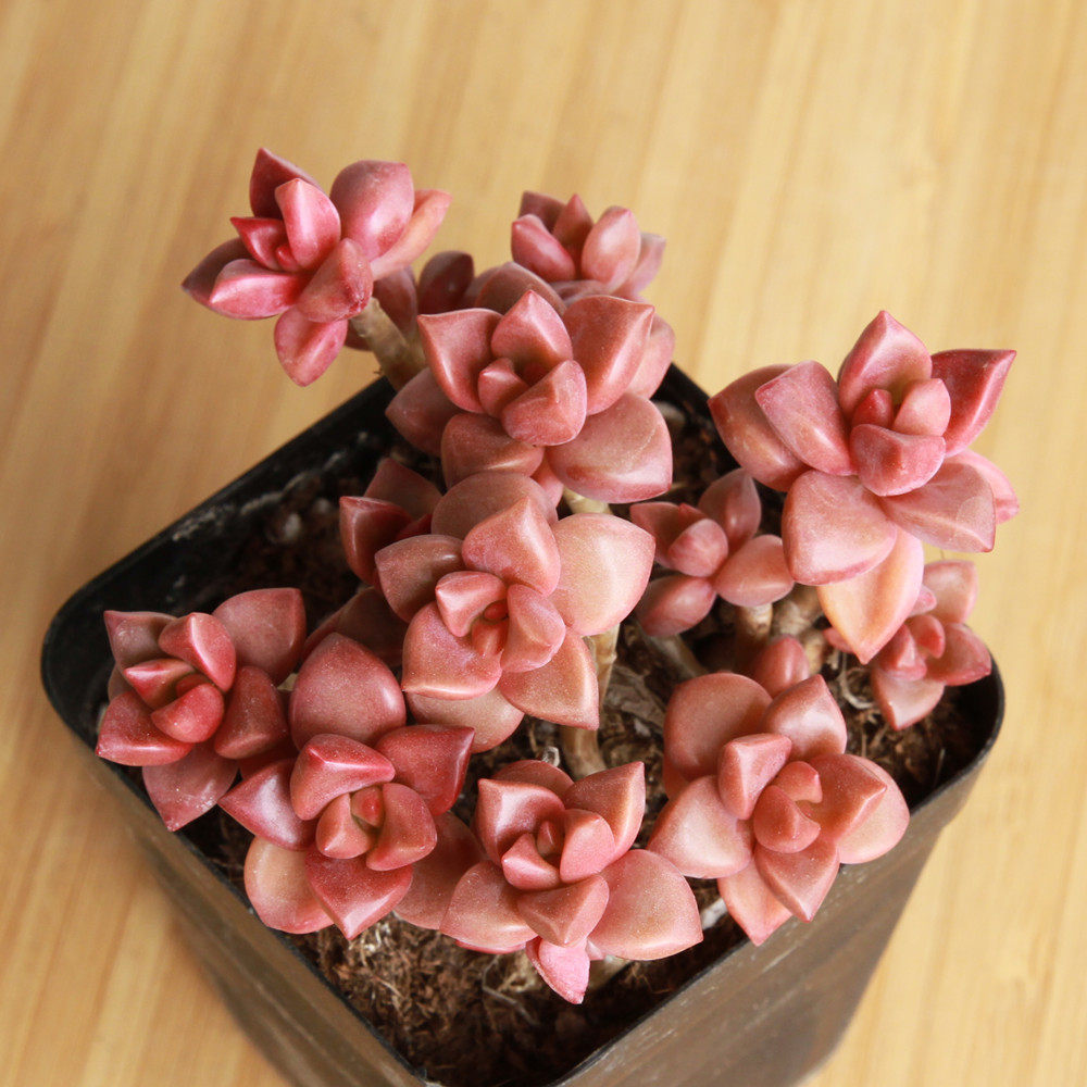 姬胧月多肉植物批发新手嘟嘟套餐组合盆栽稀有多肉植物