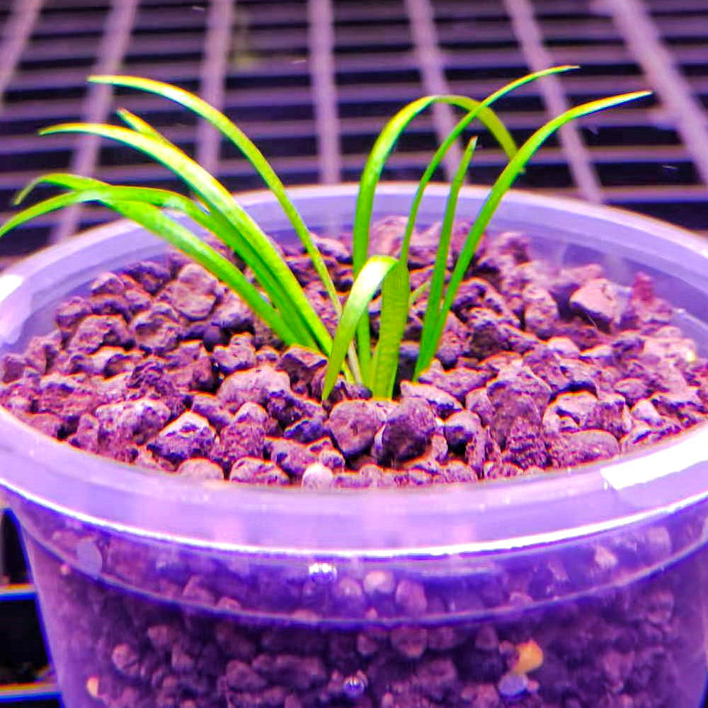 鱼缸水草水下淡水活体小水迷你皇冠水族针叶水草