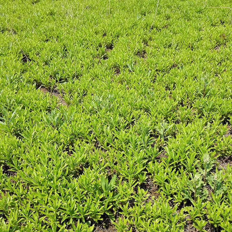 漫泉河新鲜救心菜养心菜救心草种苗平卧菊1斤60颗左右