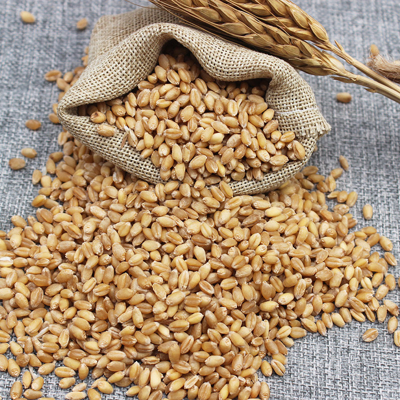 漫泉河小麦麦粒可发发芽新货麦子磨面家禽鸟类其它粮食