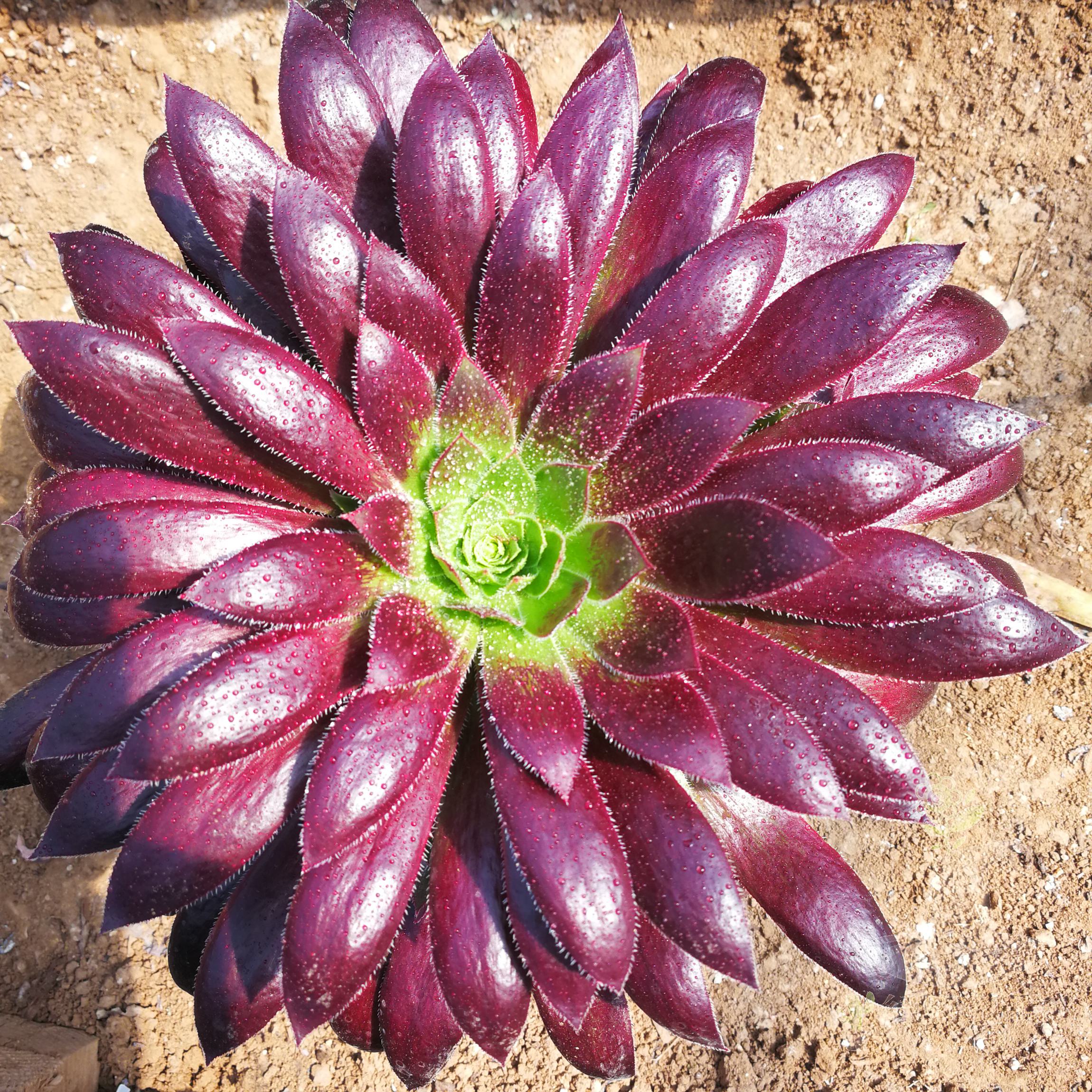 法师多肉植物美杜莎红腹轮美亚铜壶红颜凤凰多头多肉植物